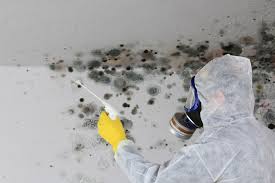 Best Black Mold Removal  in Marion, PA